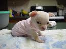 small chihuahua puppy for your home.